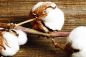 Preview: Weiße Baumwolle Lavendel - White Cotton Lavender - Kerzenduftöl