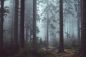 Preview: Zwielichtwald - Twilight Woods - Kerzenduftöl