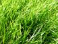 Preview: Frisch geschnittenes Gras - Freshly Cut Grass - Kerzenduftöl