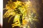 Preview: Goldene Mimose und Heu - Golden Mimosa and Hay - Kerzenduftöl