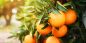 Preview: Orangen Garten - Kerzenduftöl