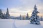 Preview: Schneebedeckte Kiefern - Snowcapped Pines - Kerzenduftöl