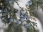 Preview: Elderberry Spruce - Kerzenduftöl