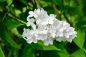 Preview: Weiße Flieder - White Lilac - Kerzenduftöl