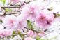 Preview: Brasilianische Pfirsichblüten - Brazilian Peach Blossom - Kerzenduftöl