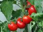 Preview: Tomatenrebe - Tomato Vine - Kerzenduftöl