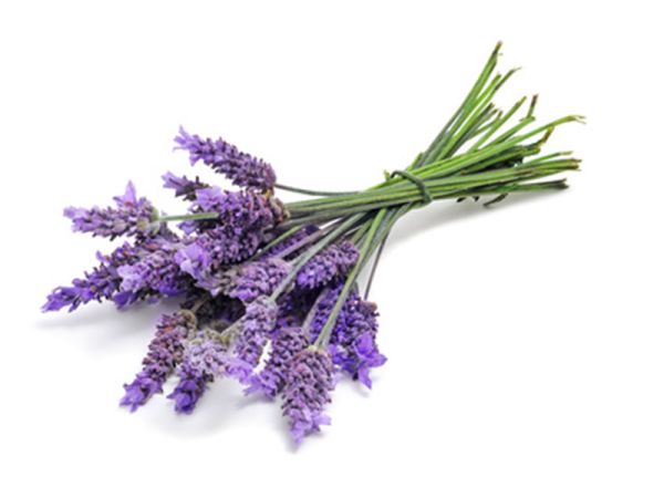 Lavendel - Lavender - Kerzenduftöl - Duftöl