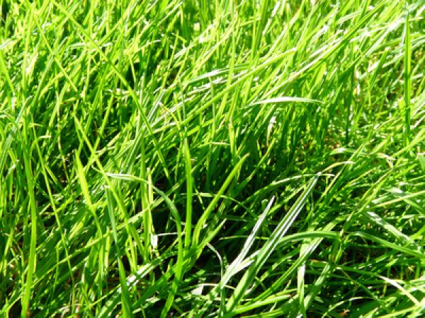 Frisch geschnittenes Gras - Freshly Cut Grass - Kerzenduftöl - Duftöl