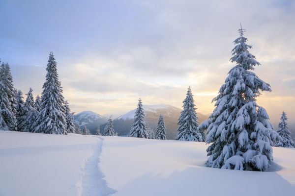 Schneebedeckte Kiefern - Snowcapped Pines - Kerzenduftöl