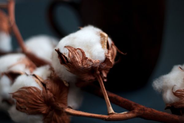 Vanilleschoten Baumwolle - Vanilla Bean Cotton - Kerzenduftöl - Duftöl