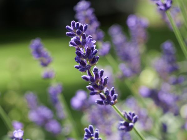 Lavendel & Seemoos - Lavender & Sea Moss - Kerzenduftöl