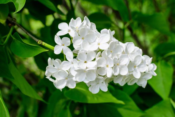 Weiße Flieder - White Lilac - Kerzenduftöl