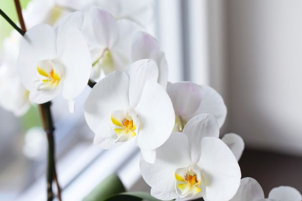 Orchidee / Orchid - Kerzenduftöl