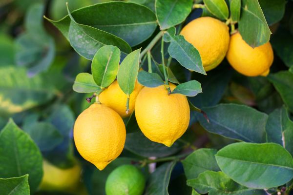 Lemon & Litsea Aromadiffuseröl