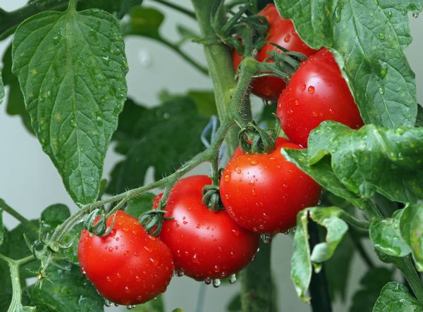 Tomatenrebe - Tomato Vine - Kerzenduftöl - Duftöl