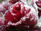 Preview: Arktische Rose - Arctic rose - Kerzenduftöl - Duftöl