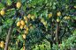 Preview: Citron de Vigne Aromadiffuseröl