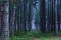 Preview: Zauberwald - Enchanted Forest - Kerzenduftöl