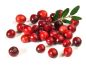 Preview: Cranberry - Candle Fragrance Oil
