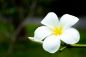 Preview: Weiße Plumeria - White Plumeria - Kerzenduftöl