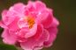 Mobile Preview: Damask Rose & Hibiscus Nectar - Kerzenduftöl