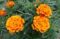 Preview: Citronella and Marigold - Candle Fragrance Oil