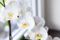Preview: Orchidee - Orchid - Kerzenduftöl - Duftöl