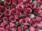 Preview: Romantische Rose - Romantic Rose - Kerzenduftöl - Duftöl - Duftend