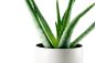 Preview: Aloe Vera Candle - Fragrance Oil