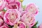 Preview: Blushing Peony - Candle Fragrance Oil - Scentual