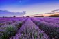 Preview: Lavendelfelder - Lavender Fields - Kerzenduftöl