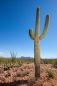 Preview: Desert Cactus - Candle Fragrance Oil