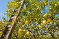Preview: Zitronenrebe - Citron de Vigne - Kerzenduftöl - Duftöl