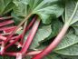 Preview: Rhubarb - Candle Fragrance Oil