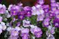 Preview: Sweet Violet - Candle Fragrance Oil