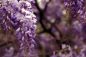 Preview: Wisteria - Candle Fragrance Oil