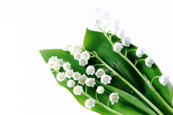 Muguet Type - Candle Fragrance Oil