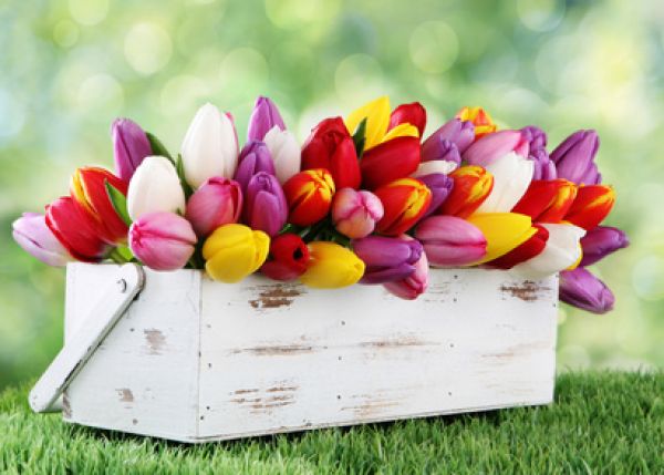 Tulpen - Tulips - Kerzenduftöl