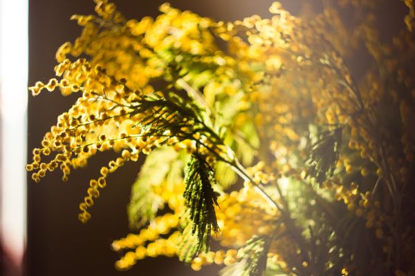Goldene Mimose und Heu / Golden Mimosa and Hay Kerzenduftöl
