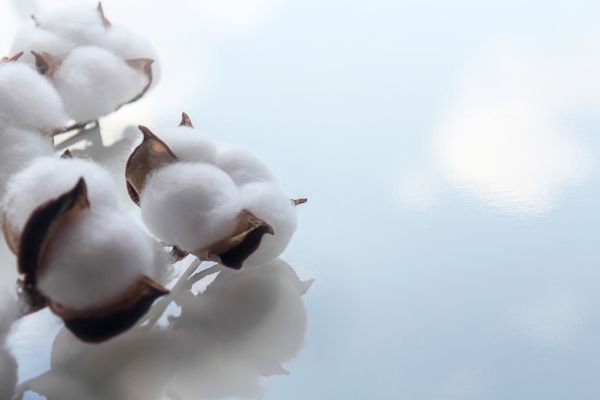 Frische Baumwollbrise - Crisp Cotton Breeze - Kerzenduftöl