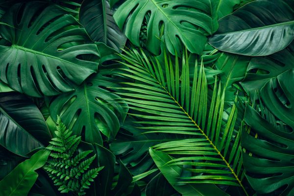 Dschungelflora - Jungle Flora - Kerzenduftöl