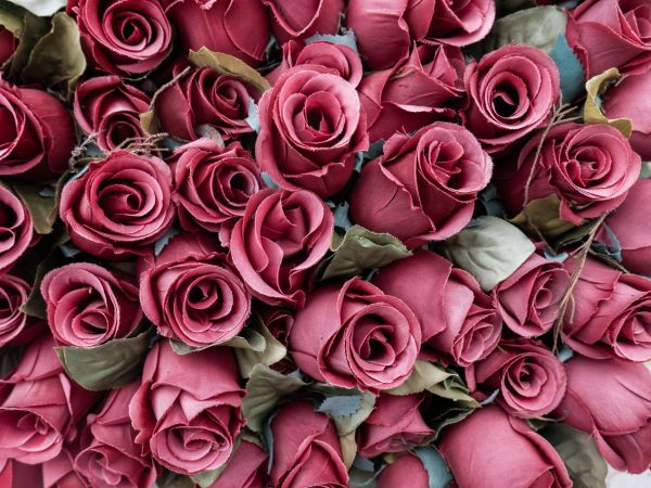 Romantic Rose - Fragrance Oil - Scentual