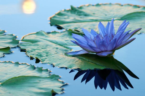 Ruhiger blauer Lotus - Tranquil Blue Lotus - Kerzenduftöl - Duftöl für Ruhe