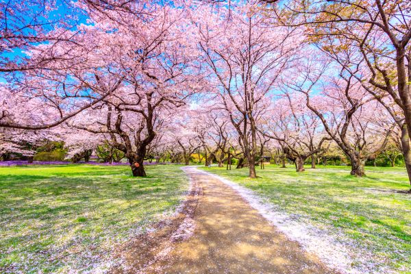 Kirschblüte - Cherry Blossom - Kerzenduftöl