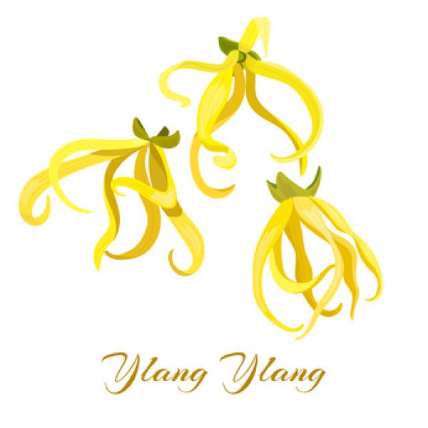 Ylang Ylang - Candle Fragrance Oil