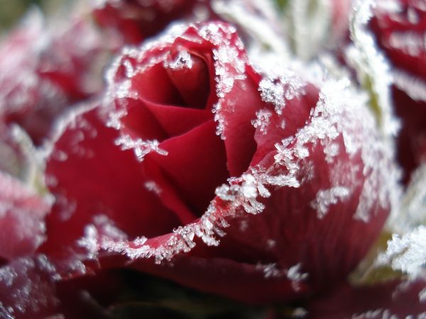 Arktische Rose - Arctic rose - Kerzenduftöl
