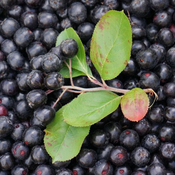 Aronia Berry and Hempseed - Candle Fragrance Oil