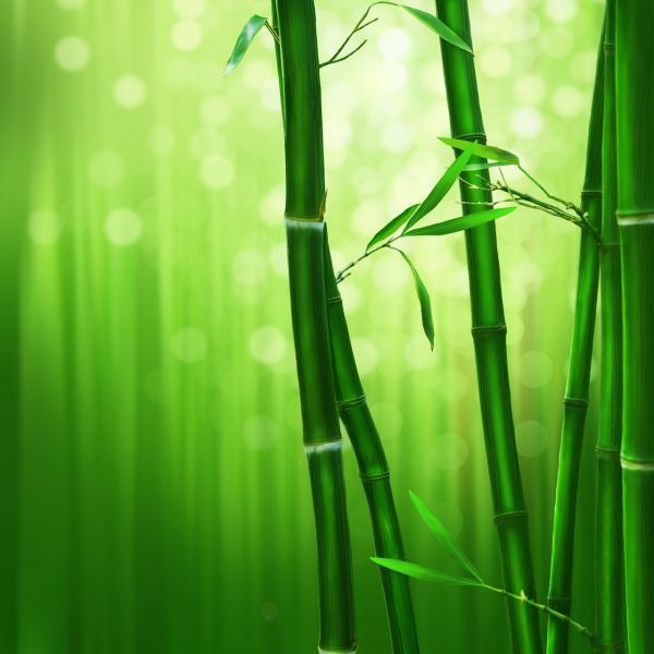 Grüner Tee und Bambus - Green Tea & Bamboo - Kerzenduftöl