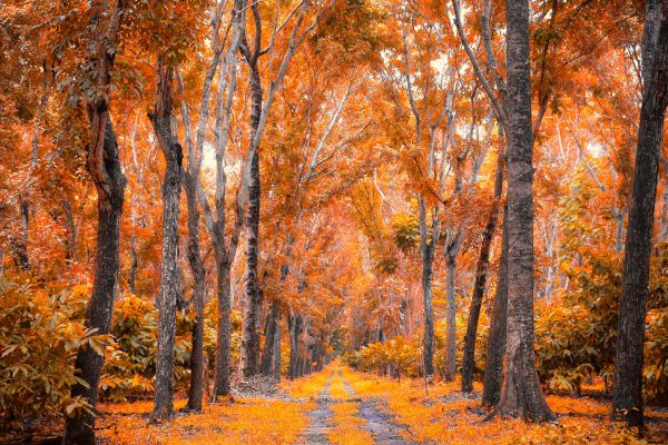 Herbstlicher Zedernwald & Vanille - Autumn Cedar Forest & Vanilla - Kerzenduftöl
