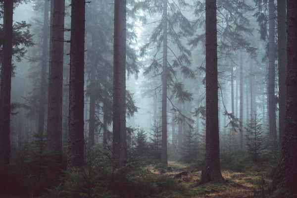 Zwielichtwald - Twilight Woods - Kerzenduftöl